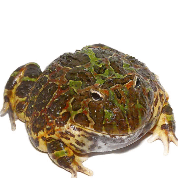 Adult Ornate Pacman Frog