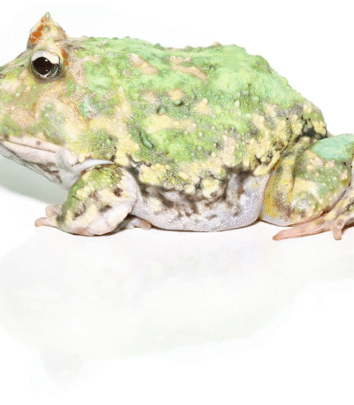 Adult Peppermint Pacman Frog
