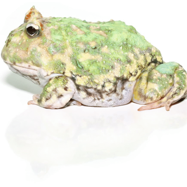 Adult Peppermint Pacman Frog