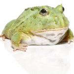 Juvenile Matcha PacMan Frog (Ceratophrys cranwelli)