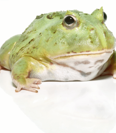 Juvenile Matcha PacMan Frog (Ceratophrys cranwelli)