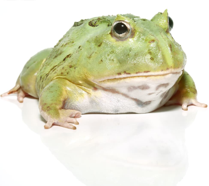 Juvenile Matcha PacMan Frog (Ceratophrys cranwelli)