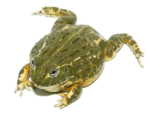 Juvenile Goliath Pixie Frog (Conraua goliath) - Image 2