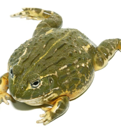 Juvenile Goliath Pixie Frog