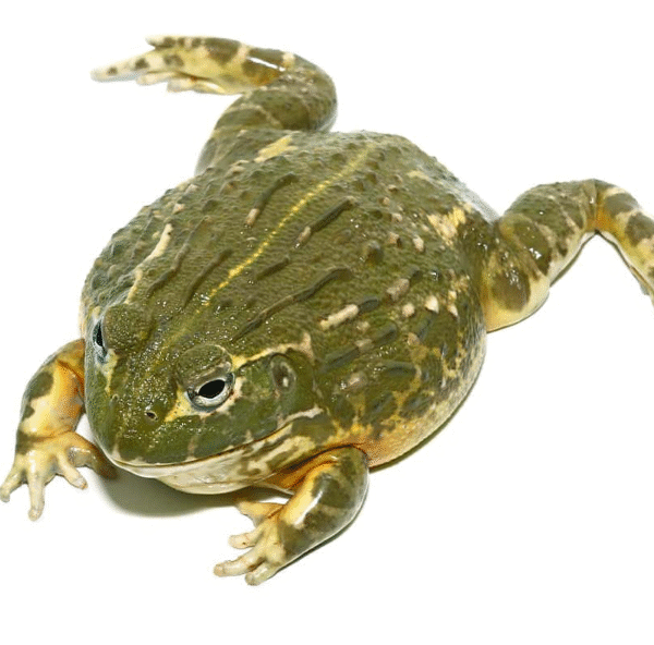Juvenile Goliath Pixie Frog