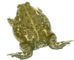 Juvenile Goliath Pixie Frog (Conraua goliath) - Image 3