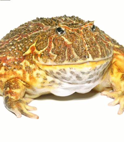 High Red Ornate Pacman Frog