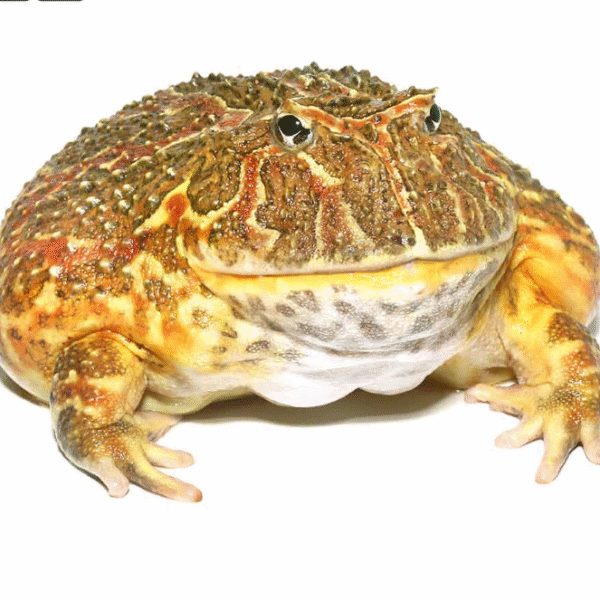 High Red Ornate Pacman Frog