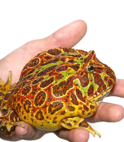Red Ornate PacMan Frog