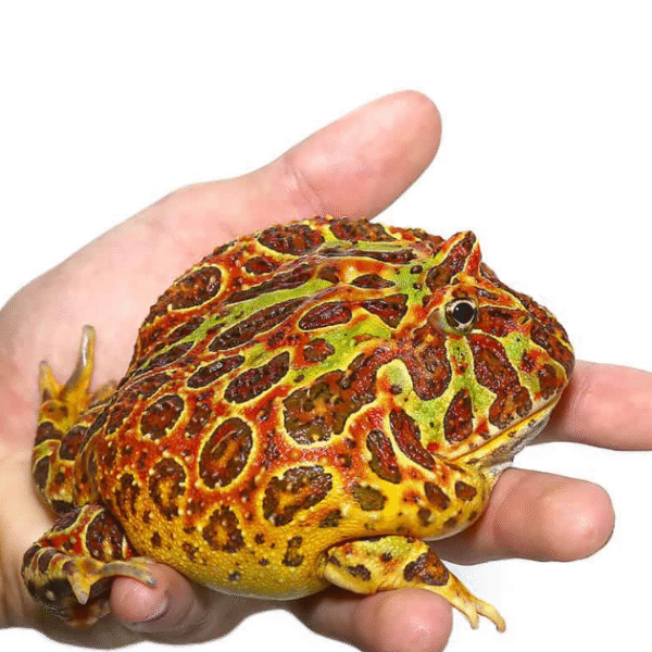 Red Ornate PacMan Frog