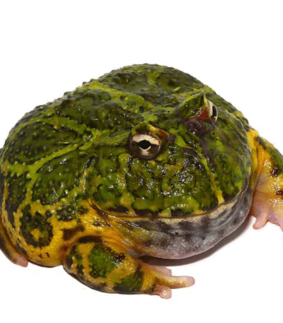 Green Ornate Dragon Wing PacMan Frog (Ceratophrys ornata)