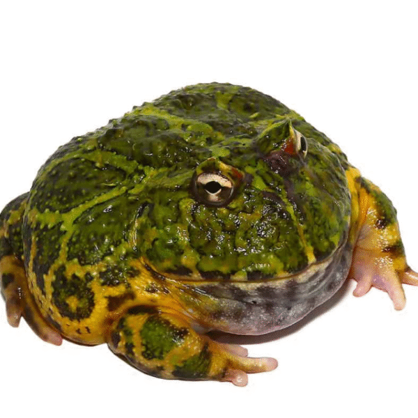 Green Ornate Dragon Wing PacMan Frog (Ceratophrys ornata)