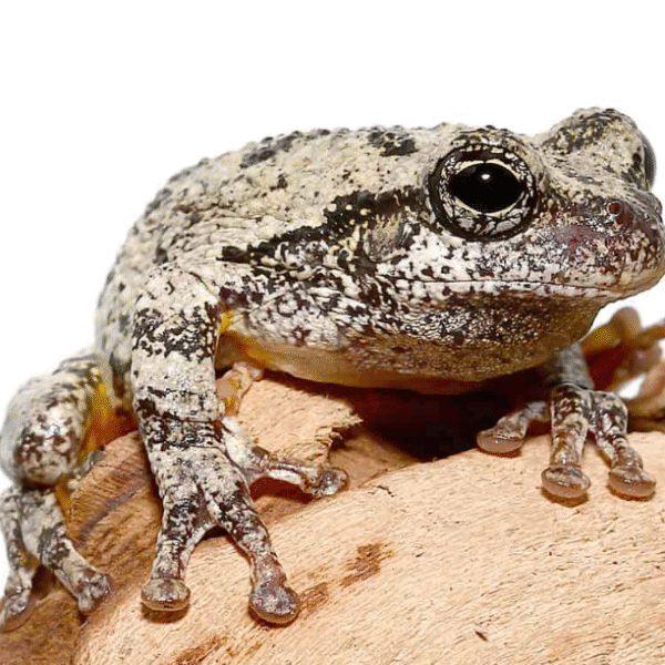 Grey Tree Frog