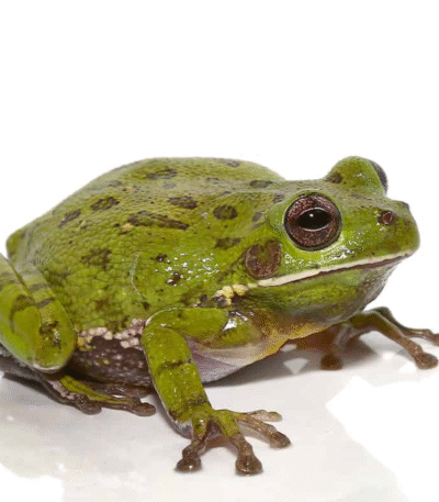 Barking Tree Frog