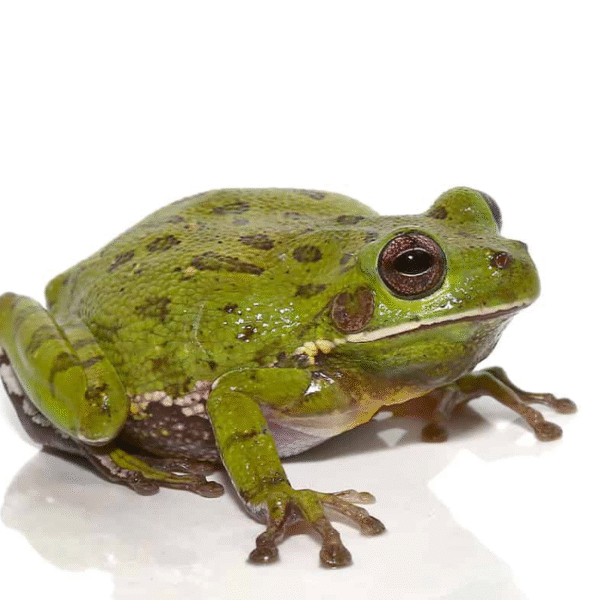 Barking Tree Frog