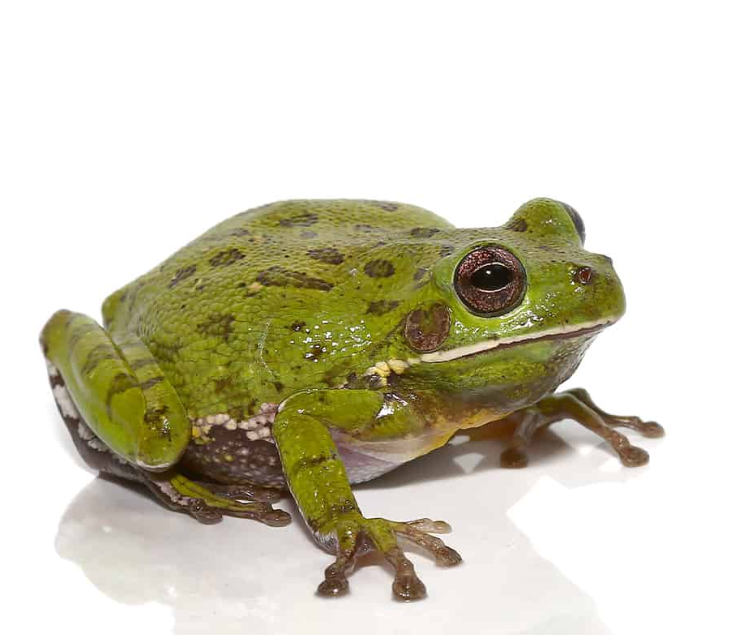 Barking Tree Frog
