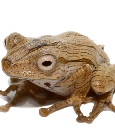 Borneo Eared Frog