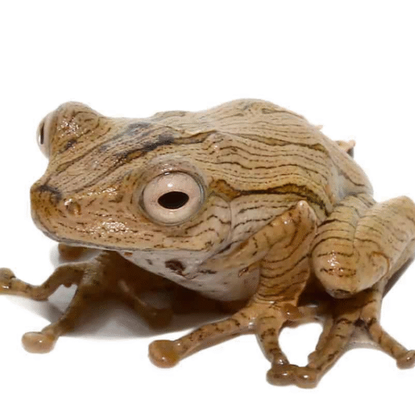 Borneo Eared Frog