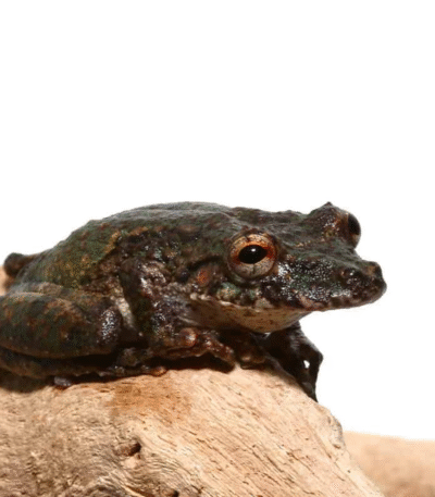 Spix’s Snouted Tree Frog