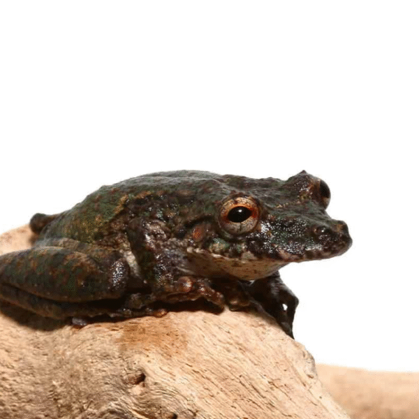 Spix’s Snouted Tree Frog