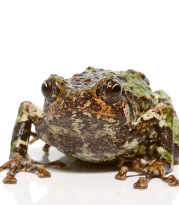 Spiny Rain Frog for sale