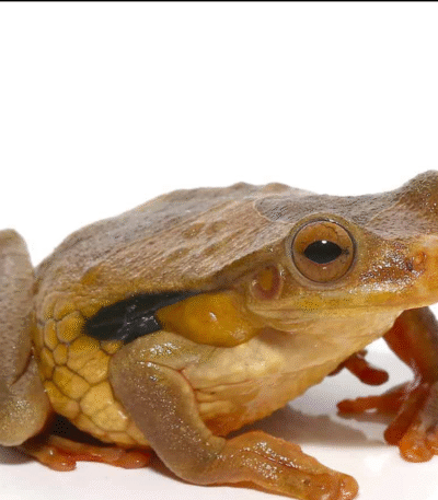 Suriname Golden Eye Tree Frog