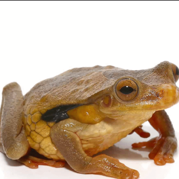 Suriname Golden Eye Tree Frog