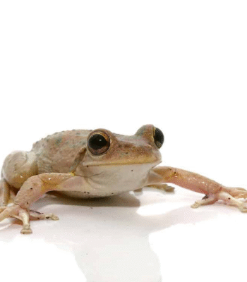 Copper Green Cuban Tree Frog