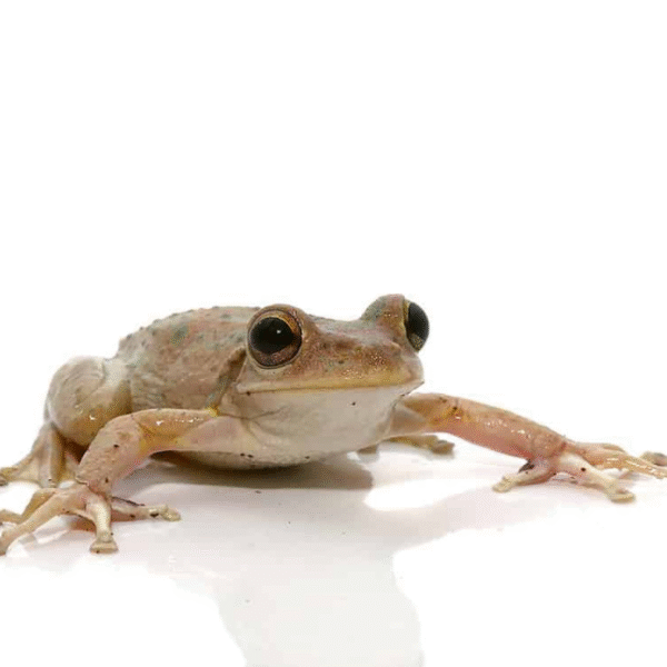 Copper Green Cuban Tree Frog