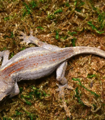 Baby Striped Gargoyle Gecko