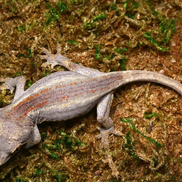 Baby Striped Gargoyle Gecko
