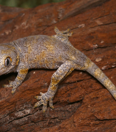 Baby Blotched Gargoyle Gecko