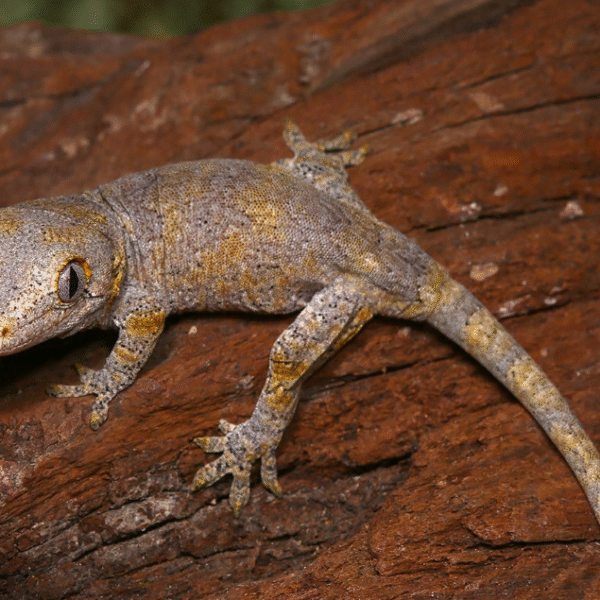 Baby Blotched Gargoyle Gecko
