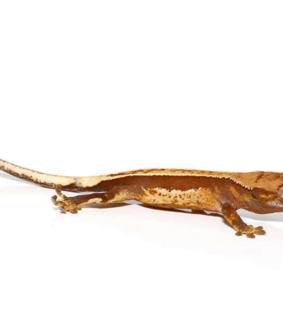 Baby Red Base Quadstripe Crested Gecko