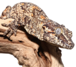 Adult Male Orange Blotched Gargoyle Gecko