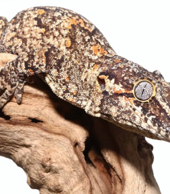 Adult Male Orange Blotched Gargoyle Gecko