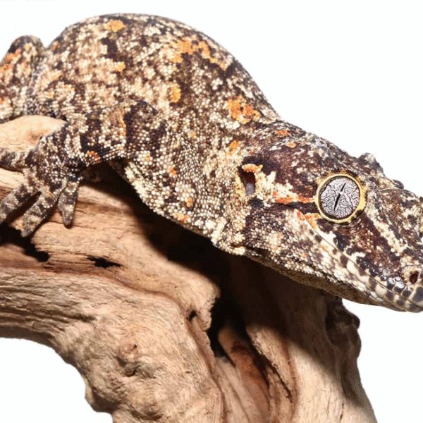 Adult Male Orange Blotched Gargoyle Gecko