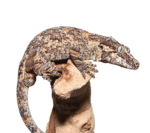 Adult Male Orange Blotched Gargoyle Gecko - Captive-Bred - Image 2