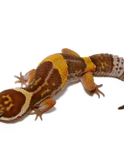 East Indian Leopard Gecko