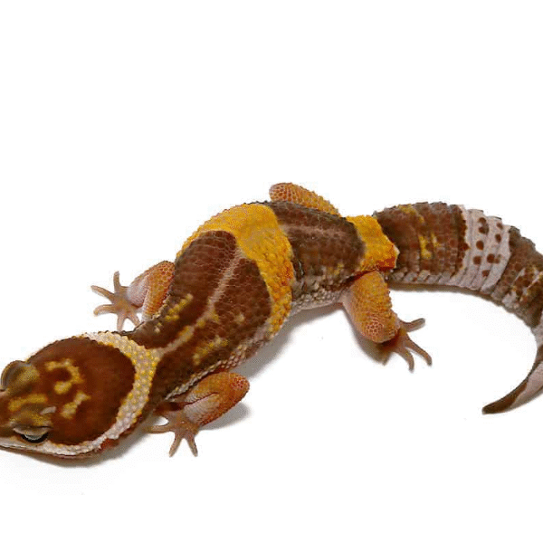 East Indian Leopard Gecko