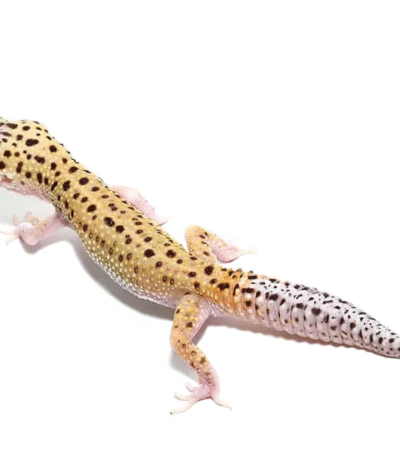 Eclipse Leopard Gecko