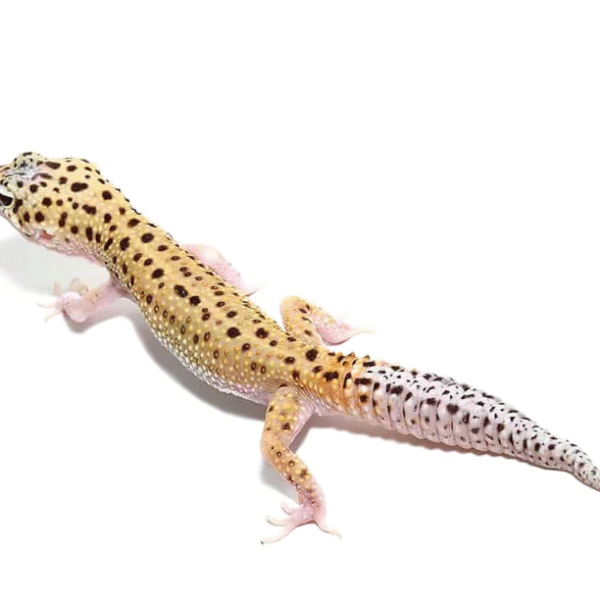 Eclipse Leopard Gecko