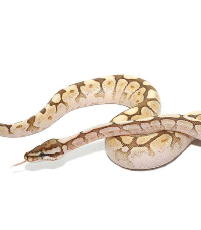 Spider Lesser Ball Python Het Lavender Albino
