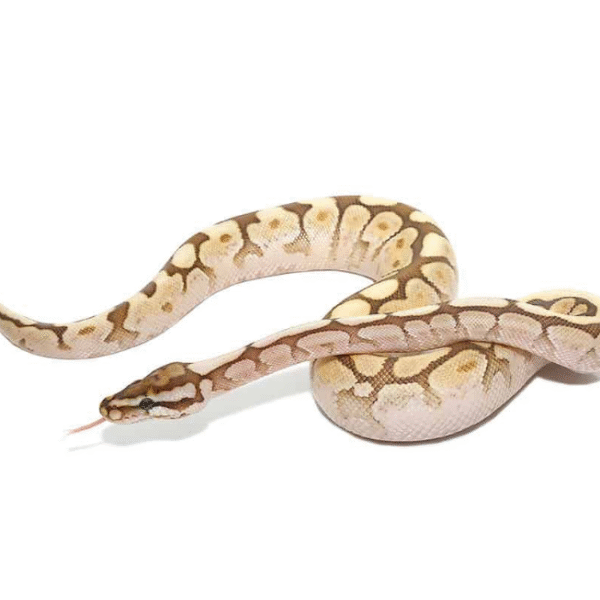 Spider Lesser Ball Python Het Lavender Albino