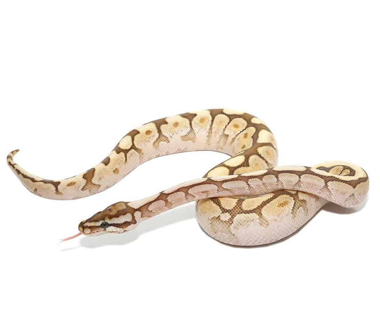 Spider Lesser Ball Python Het Lavender Albino