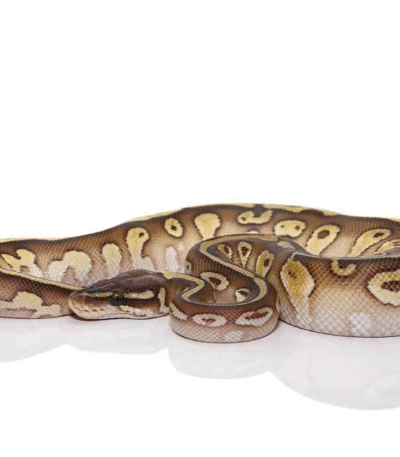 Lesser Het Lavender Albino Ball Python