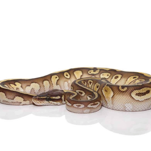 Lesser Het Lavender Albino Ball Python