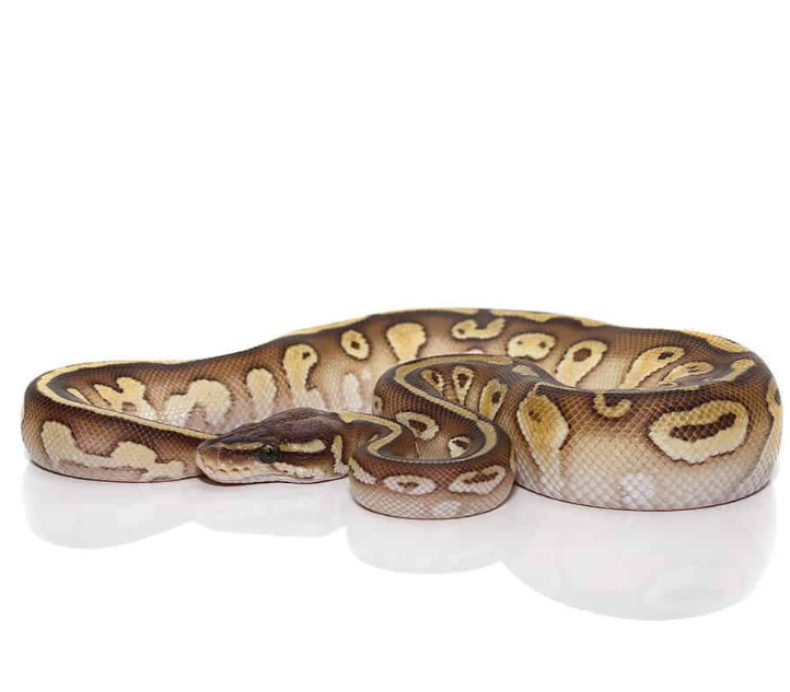 Lesser Het Lavender Albino Ball Python