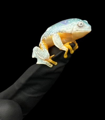 Fringe Leaf Frogs