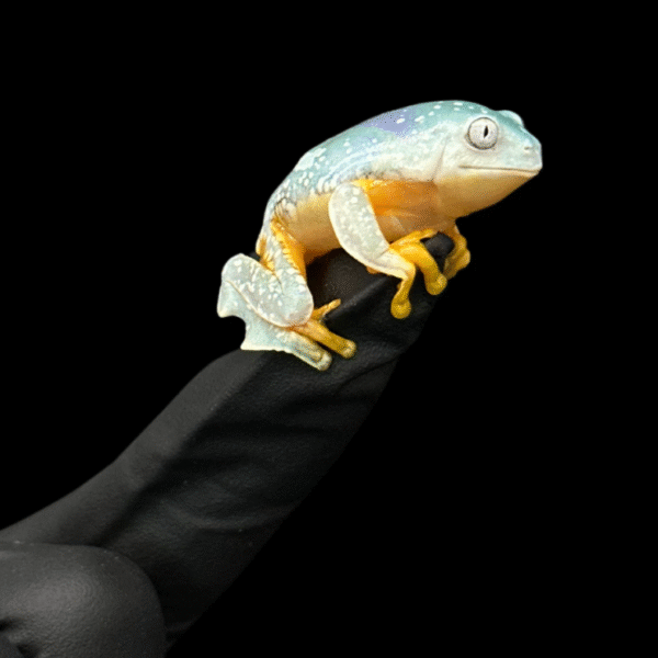 Fringe Leaf Frogs